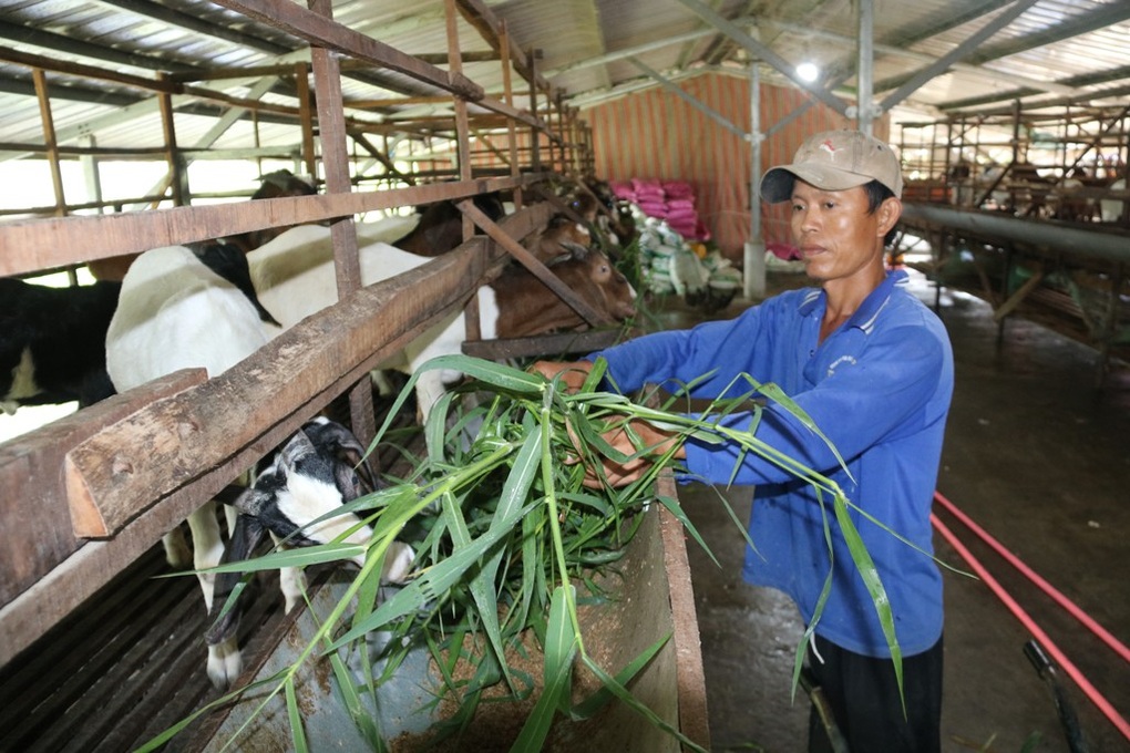 Đồng Tháp: Nuôi dê dễ lời, hướng đi mới cho người dân vùng biên giới - 2 Đồng Tháp: Nuôi dê dễ lời, hướng đi mới cho người dân vùng biên giới - 2