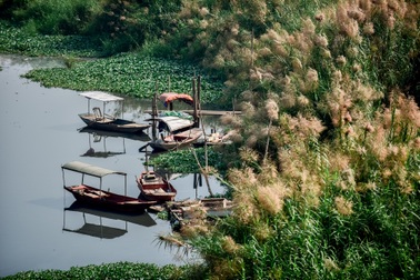 Lạc vào cánh đồng cỏ lau đẹp như xứ sở thần tiên dưới chân cầu Long Biên