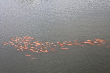 Ngỡ ngàng ngắm đàn cá vàng trên dòng kênh “chết”