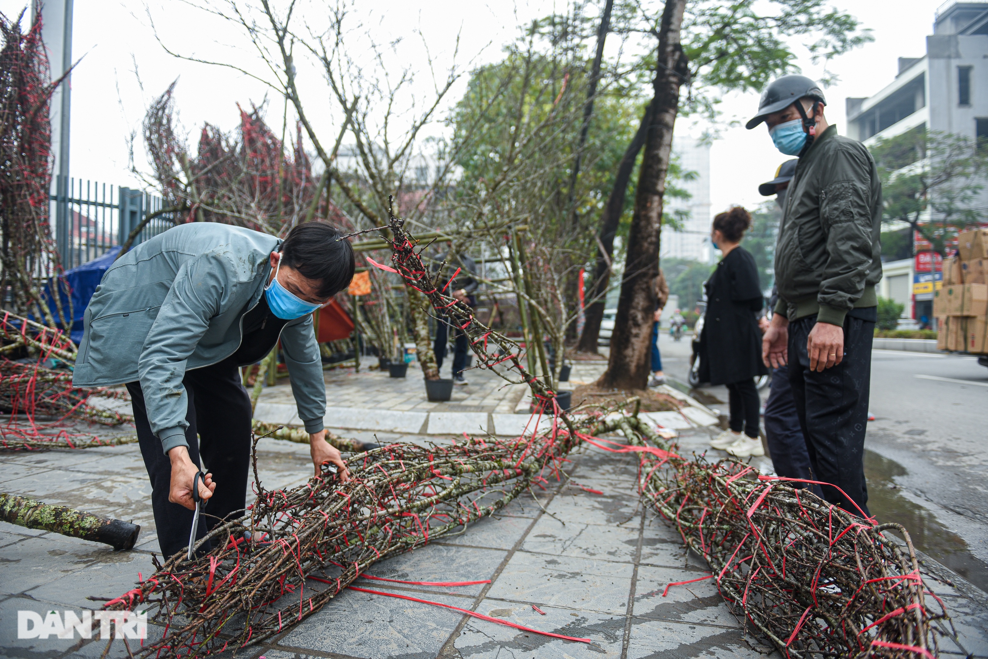 Chuyện chàng trai người Mông vượt 200 km mang đào xuống Thủ đô bán Tết - 8 Chuyện chàng trai người Mông vượt 200 km mang đào xuống Thủ đô bán Tết - 8