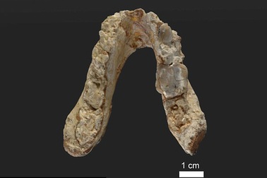 Mẫu hóa thạch người tiền sử thách thức thuyết tiến hóa hiện nay
