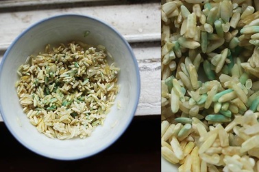 Gạo chuyển màu xanh sau khi ngâm nước: Do nấm mốc