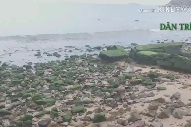 Bình Định: Bãi biển Quy Nhơn bất ngờ phát lộ bãi đá phủ rêu xanh