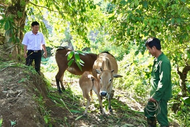 Xã Phong Thổ hỗ trợ người dân vươn lên thoát nghèo