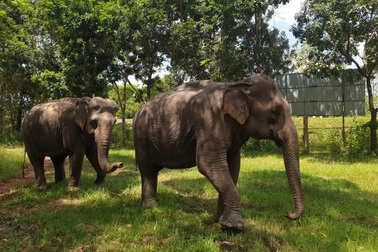 "Nàng" voi 43 tuổi ở Đắk Lắk được chi trên một tỷ đồng để cứu hộ