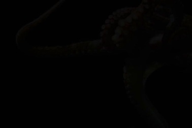 Thiết kế thành công rô bốt “cánh tay bạch tuộc”