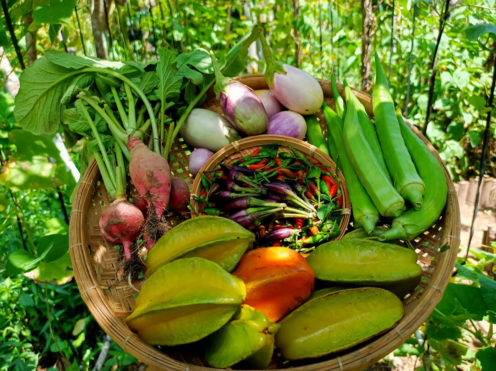 Bỏ phố về quê, cặp vợ chồng Bến Tre làm khu vườn 500m2 tràn ngập rau trái - 10 Bỏ phố về quê, cặp vợ chồng Bến Tre làm khu vườn 500m2 tràn ngập rau trái - 10