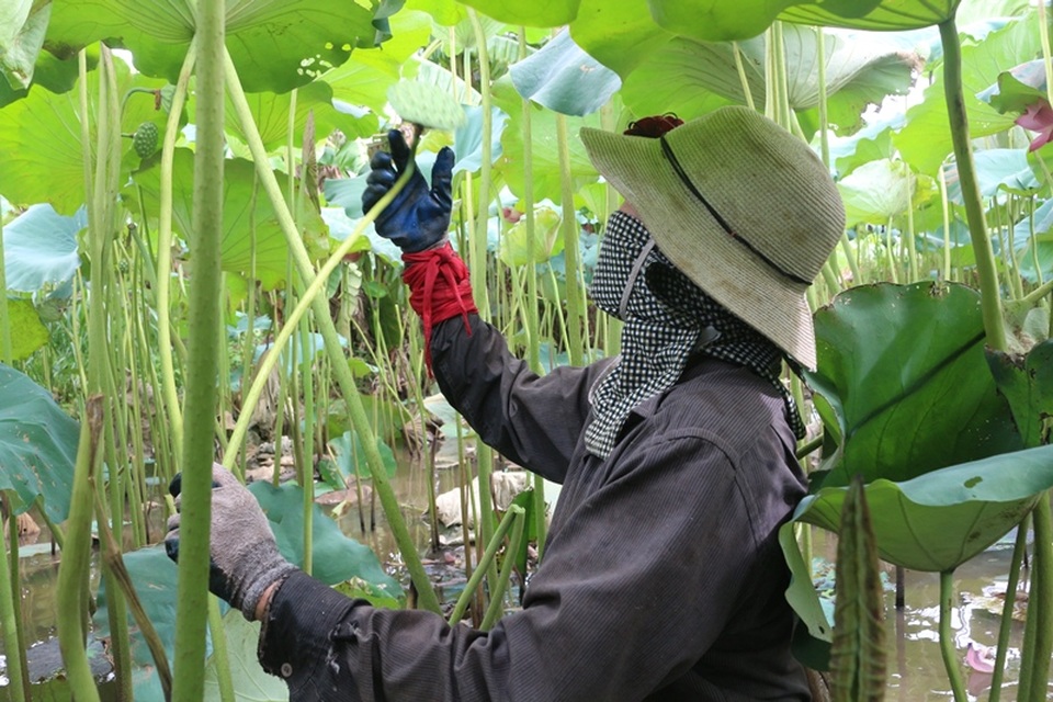 Bỏ cấy lúa sang trồng sen, người dân thu lãi cả trăm triệu đồng - 2 Bỏ cấy lúa sang trồng sen, người dân thu lãi cả trăm triệu đồng - 2