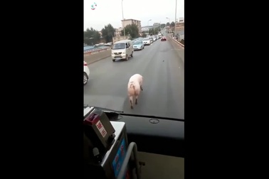 Lợn "đi catwalk" giữa đường gây ùn tắc giao thông