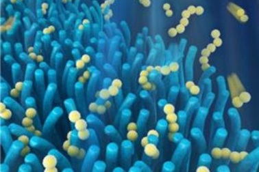 Pin điện thoại thông minh thế hệ mới lấy cảm hứng từ... ruột người