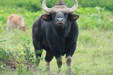 Điều tra vụ sát hại bò tót ở Vườn quốc gia Cát Tiên 