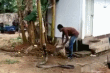 Clip người đàn ông tắm cho rắn hổ chúa gây rùng mình