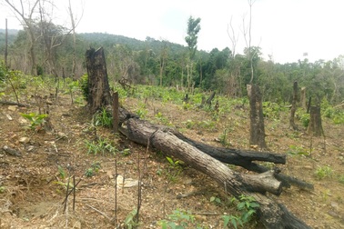 Quảng Bình: Dân và người nhà cán bộ ồ ạt chặt phá rừng tự nhiên để trồng keo