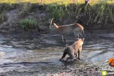 Chống cự phi thường, linh dương vẫn bỏ mạng vì "kẻ thứ 3" xuất hiện
