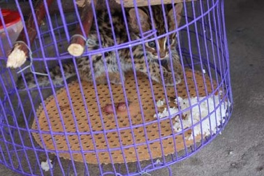 Giải cứu một cá thể mèo rừng bị nhốt trong quán ăn