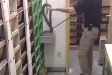 Rùng mình với hình ảnh cho rắn hổ mang ăn