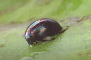 Sự trốn thoát thần kỳ của bọ cánh cứng sau khi bị ếch nuốt sống