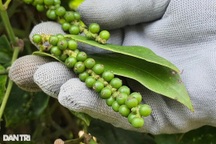 Giá "vàng đen" của Tây Nguyên tăng cao ngất, nông dân... tiếc đứt ruột