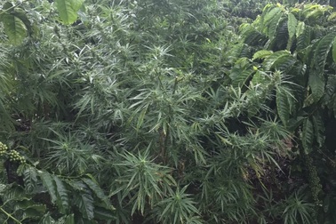 Phát hiện một hộ dân trồng cây cần sa trên nửa sào đất rẫy