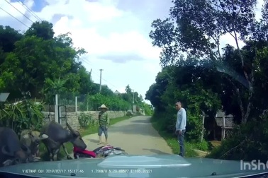 Xe máy kẹp ba... tông thẳng vào trâu rồi ngã xuống đường