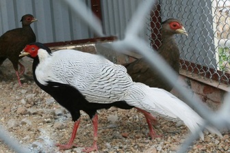 Kháng nghị bản án "Gà lôi trắng", vụ án có thể diễn biến ra sao?