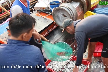 Tàu thuyền đầy ắp cá cơm cập bến