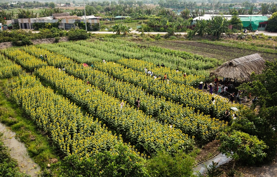 Vườn hoa hướng dương.jpg Vườn hoa hướng dương.jpg