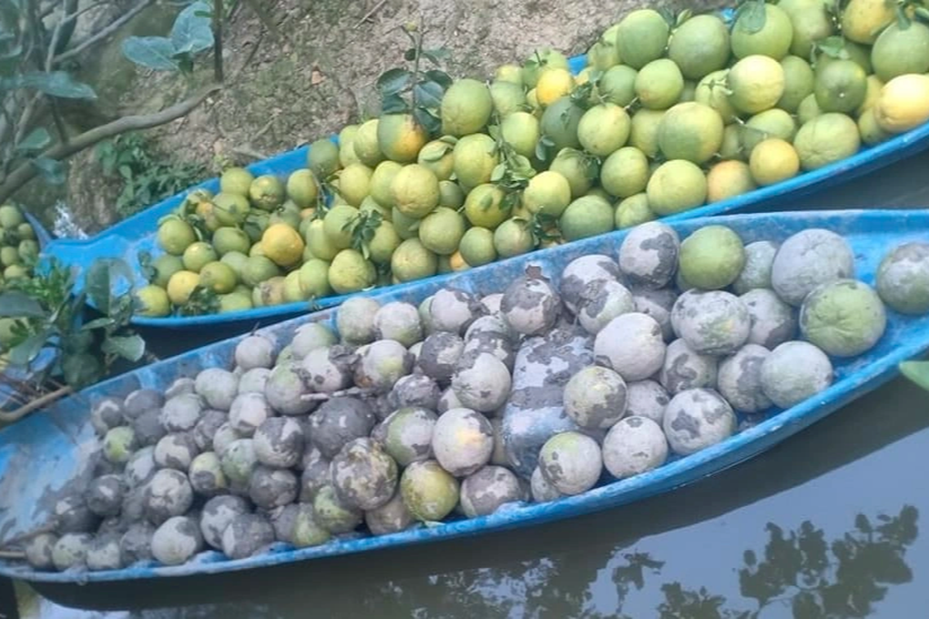 Thương lái dìm 1,6 tấn bưởi của nhà vườn xuống ao vì sợ lỗ vốn - 1 Thương lái dìm 1,6 tấn bưởi của nhà vườn xuống ao vì sợ lỗ vốn - 1