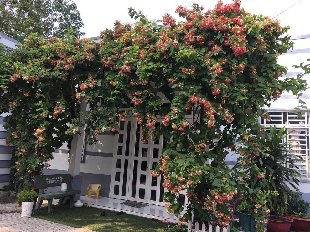 Chi 10 triệu đồng, vợ chồng Bình Dương biến đất cằn thành khuôn viên xanh - 11 Chi 10 triệu đồng, vợ chồng Bình Dương biến đất cằn thành khuôn viên xanh - 11