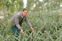 Người phụ nữ biến đất cằn thành trang trại tiền tỷ