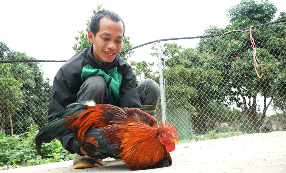 Đặc sản gà thái giám bạc triệu, nhà giàu lùng mua biếu Tết - 5 Đặc sản gà thái giám bạc triệu, nhà giàu lùng mua biếu Tết - 5