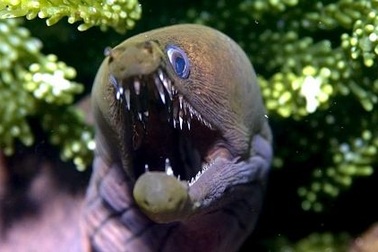 Những sinh vật biển gớm ghiếc nhất thế giới