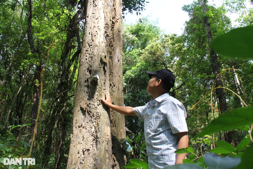 Đau đầu nghĩ cách canh kho gỗ trắc tiền tỷ - 2 Đau đầu nghĩ cách canh kho gỗ trắc tiền tỷ - 2