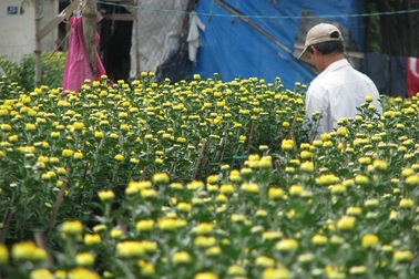 Hốt bạc nhờ trồng hoa Tết trên đất của các dự án treo
