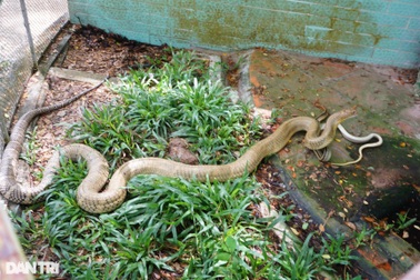 Những người mớm mồi, chăm bầy rắn nghìn con nhung nhúc quấn trên cây