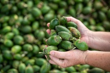 Vì sao Trung Quốc bất ngờ ồ ạt gom mua cau Việt Nam?