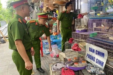 Thu giữ 220 cá thể chim di đá không rõ nguồn gốc ở Hà Nội