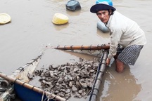 Nghêu, hàu bỗng dưng chết hàng loạt là do "sốc nước ngọt"