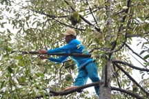 Một xã có hơn 300 tỷ phú nhờ trồng "cây tỷ đô"