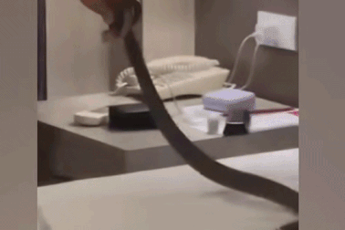 Đang ngủ, cặp đôi phát hiện hổ mang dài nửa mét trong khách sạn ở Thái Lan