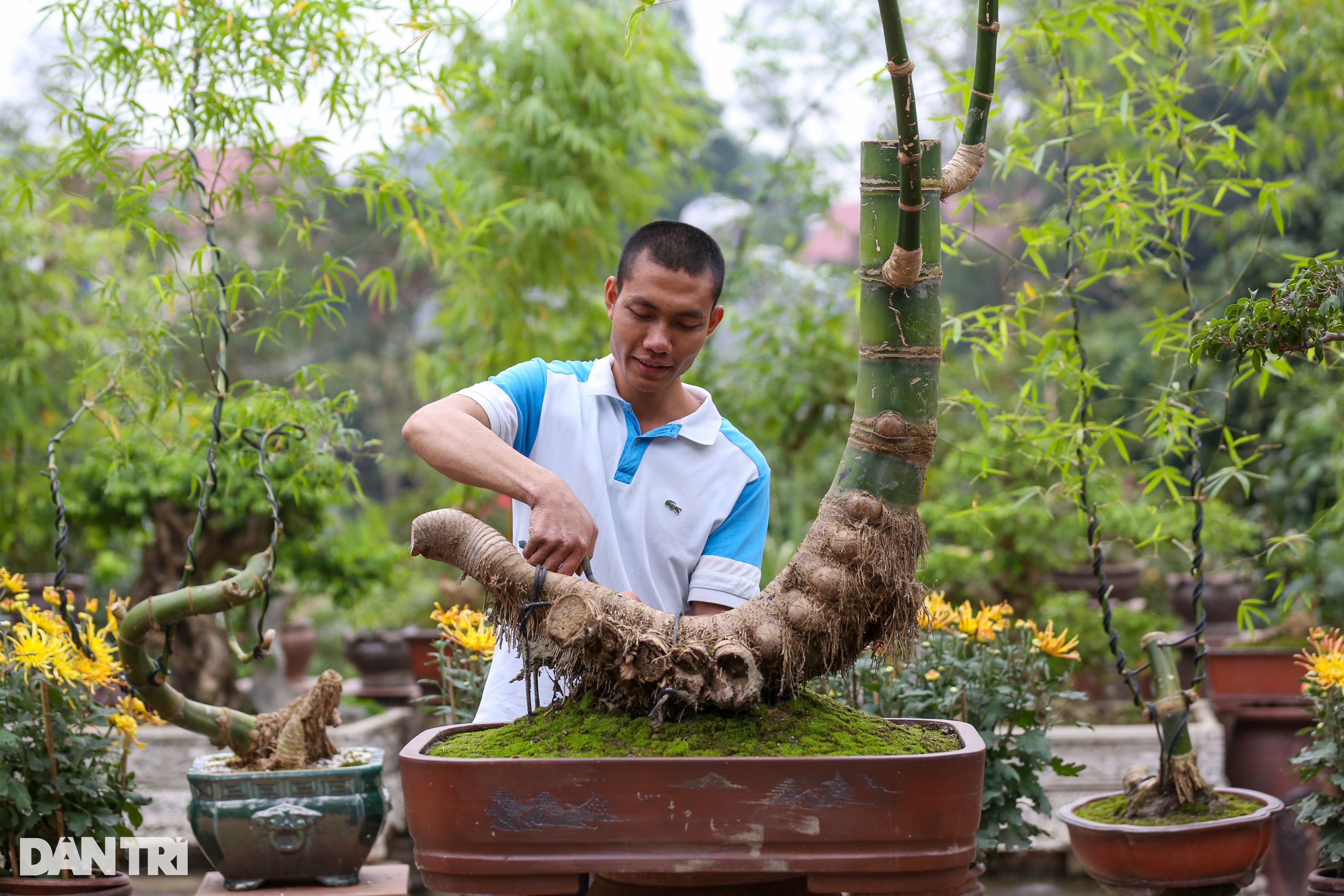 Gặp chủ nhân chậu tre bonsai đặt trong tiệc trà Tổng Bí thư - 4