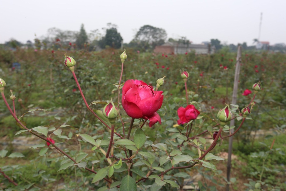 Từ cánh hoa hồng, cô gái Quảng Trị khởi nghiệp thành công nơi đất khách - 3 Từ cánh hoa hồng, cô gái Quảng Trị khởi nghiệp thành công nơi đất khách - 3