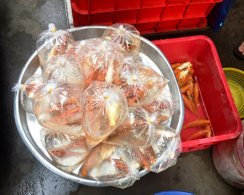 TP.HCM: Dân buôn “hét giá” cá chép trong ngày đưa ông Táo chầu trời - 1 TP.HCM: Dân buôn “hét giá” cá chép trong ngày đưa ông Táo chầu trời - 1