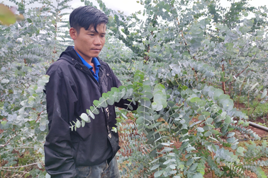 Chàng trai "hái ra tiền" nhờ cây đô la trồng trên vùng đất khó