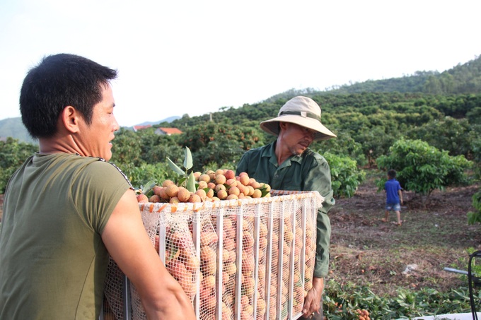 Tiêu thụ vải thiều: Cần hỗ trợ, xin đừng &quot;giải cứu&quot; - Ảnh 3.