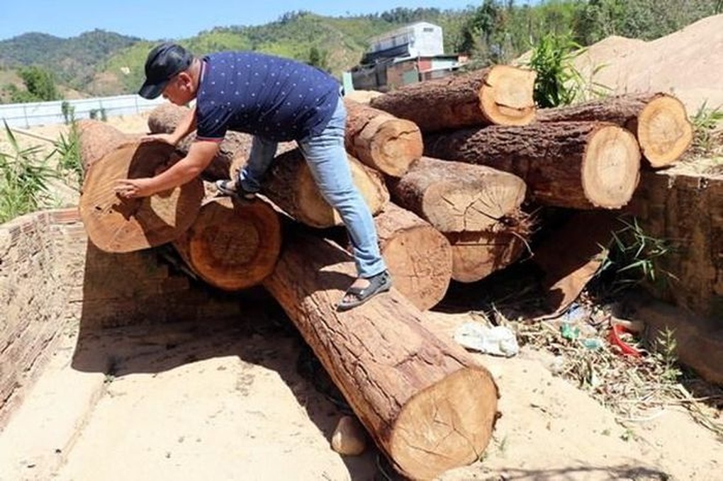 Bãi gỗ lậu khủng được lâm tặc vùi sâu trong mỏ cát - 3 Bãi gỗ lậu khủng được lâm tặc vùi sâu trong mỏ cát - 3