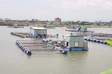 Đà Nẵng: Người dân nuôi cá lồng bè bất chấp lệnh cấm