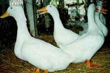 Thịt vịt - thuốc bổ thượng hạng