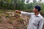 Quảng Nam: Người nông dân tần tảo trồng cây, nhiều người vào tranh thu hoạch