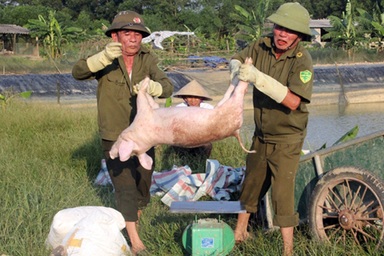 Căng mình giữa nắng nóng ngăn dịch tả lợn châu Phi lây lan